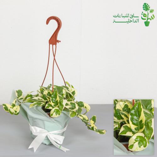 بوتس انجوي