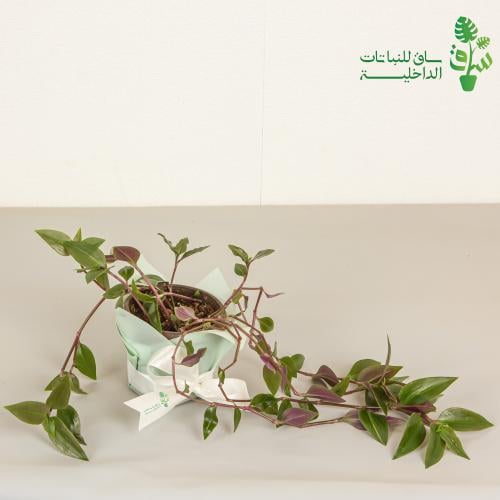 المكحلة صغيرة