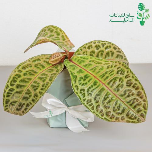 ظهر السلحفاة لابيزيا Labisia Turtle Back