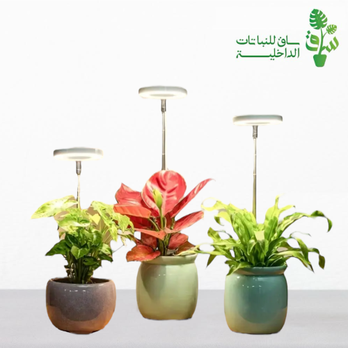 اضاءة نباتات