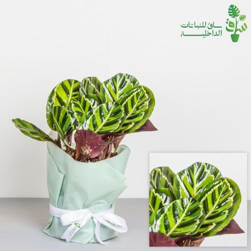 كلاثيا ميداليون