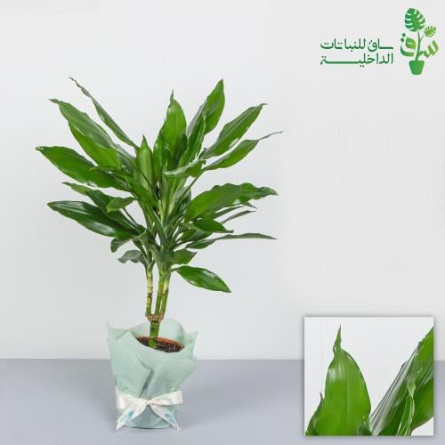 دراسينا جانيت ليند