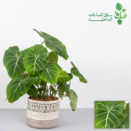 فيلوديندرون جلوروسوم بمركن مزخرف مربع