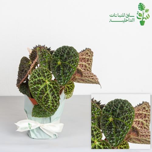 بيقونيا اوراق فيروكس Begonia Leaves Ferox