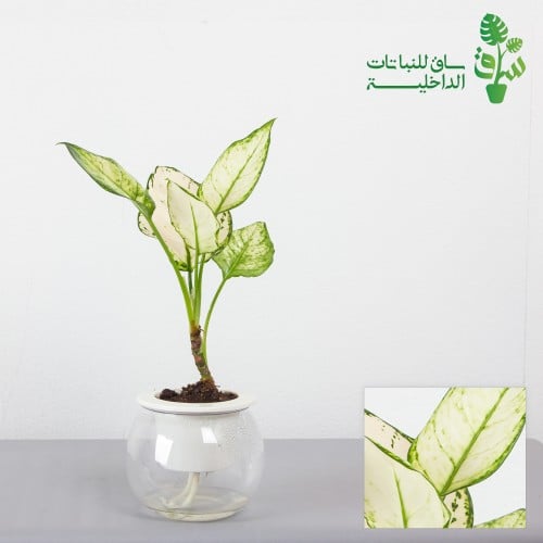اجلونيما بيضاء بمركن ري ذاتي