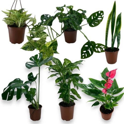 مجموعة نباتات سهلة العناية للمبتدئين