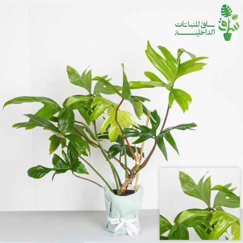 شبح فلوريدا كبيرة