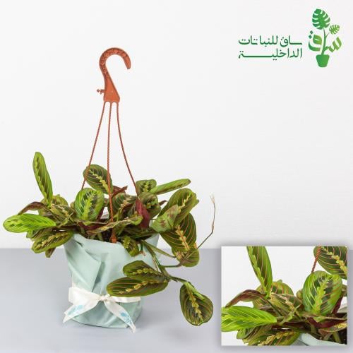 مارناتا ليمون لايم ذات خطوط حمراء (ليوكونيورا)