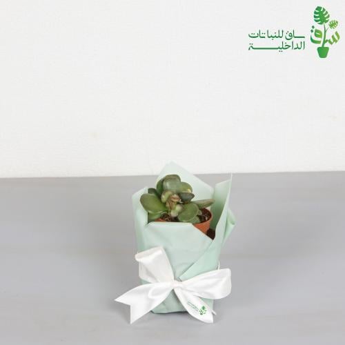 أدروميسكوس كوبري Adromischus Cooperi