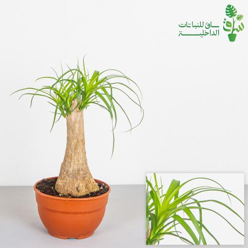 رجل الفيل