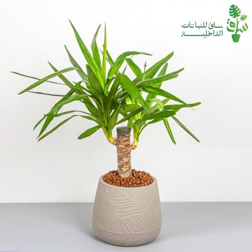يوكا مجهزة بمركن بنقوش مميزة