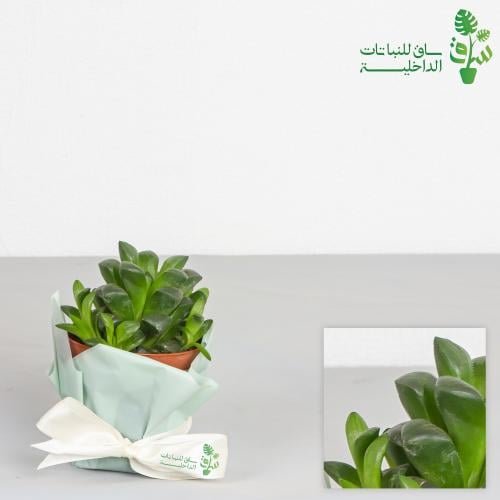 هاورثيا صبار نجمي