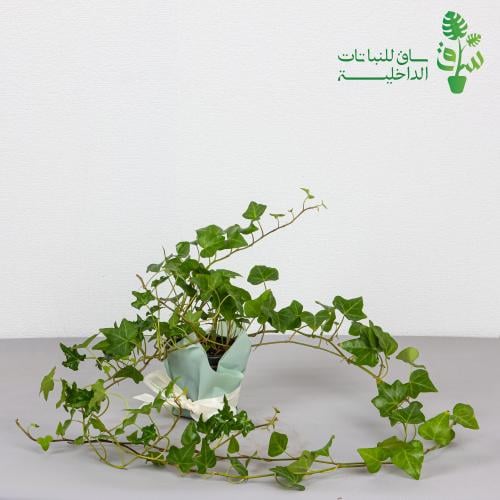 هيدرا اخضر
