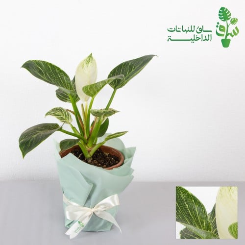 فيلوديندرون بيركن (الاميرة البيضاء)