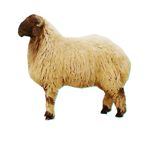 جذع نعيم نااهي 9 شهور