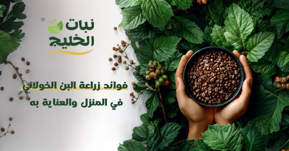فوائد زراعة البن الخولاني في المنزل والعناية به