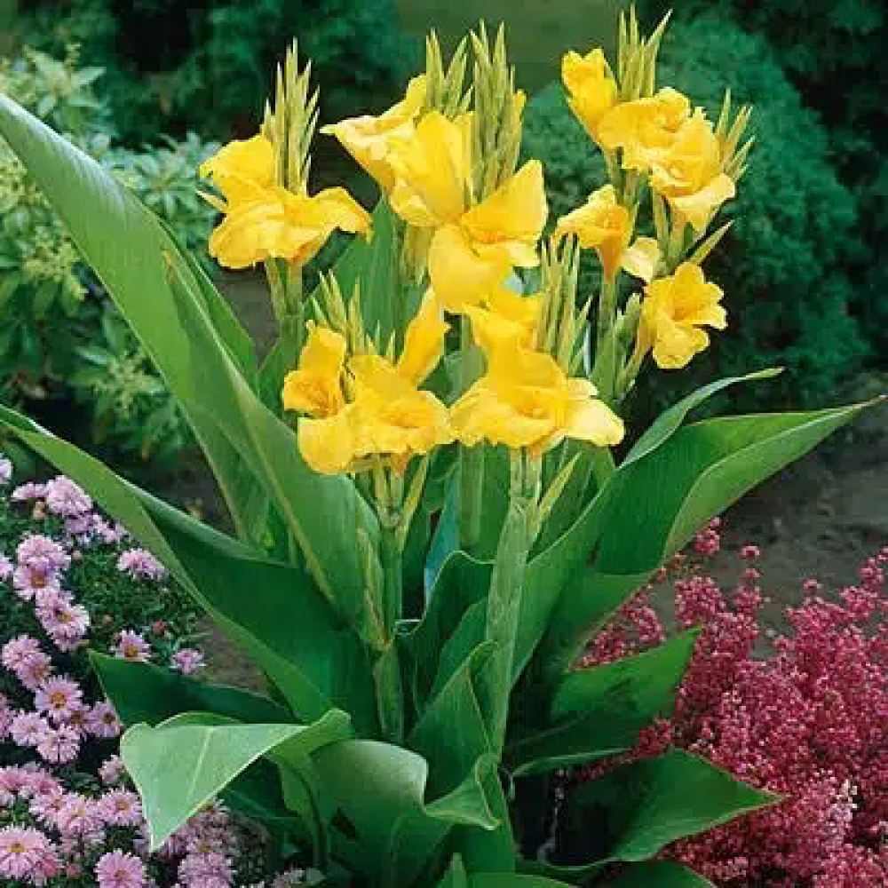 ازهار الكنا زهور صفراء  المتحملة Canna lily كنا