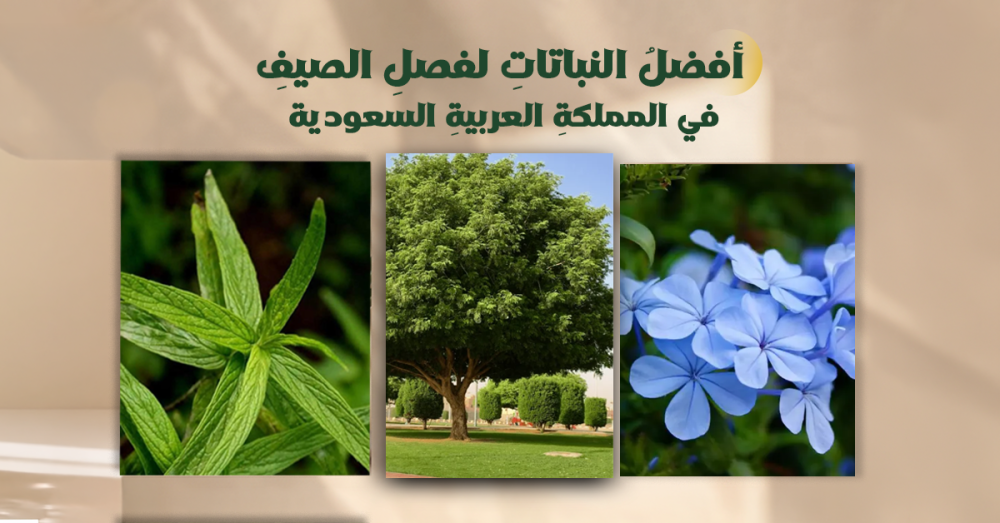 أفضلُ النباتاتِ لفصلِ الصيفِ في المملكةِ العربيةِ السعودية