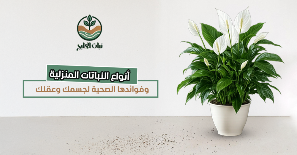 أنواع النباتات المنزلية وفوائدها الصحية لجسمك وعقلك