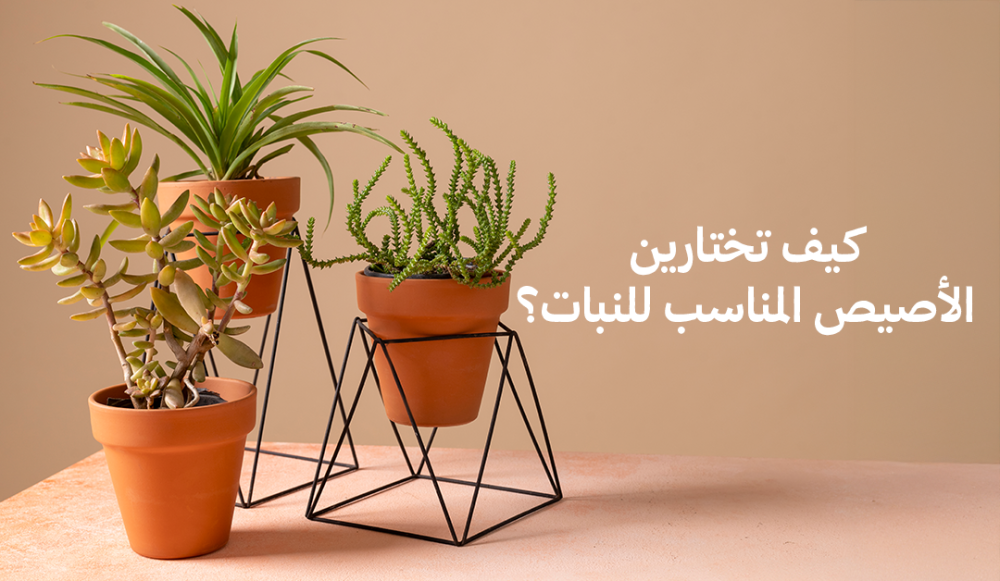 كيف تختارين الأصيص المناسب للنبات؟