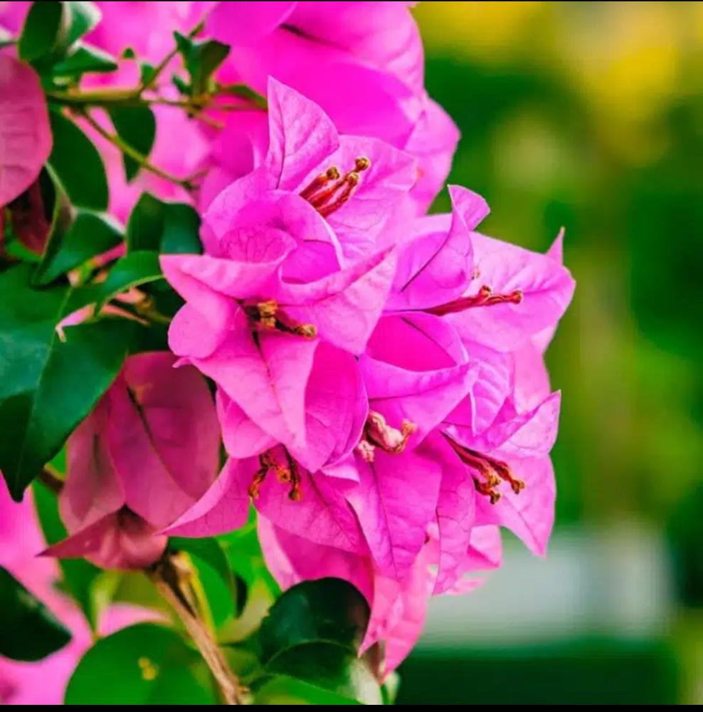 شجرة الجهنمية لون وردي -Bougainvillea