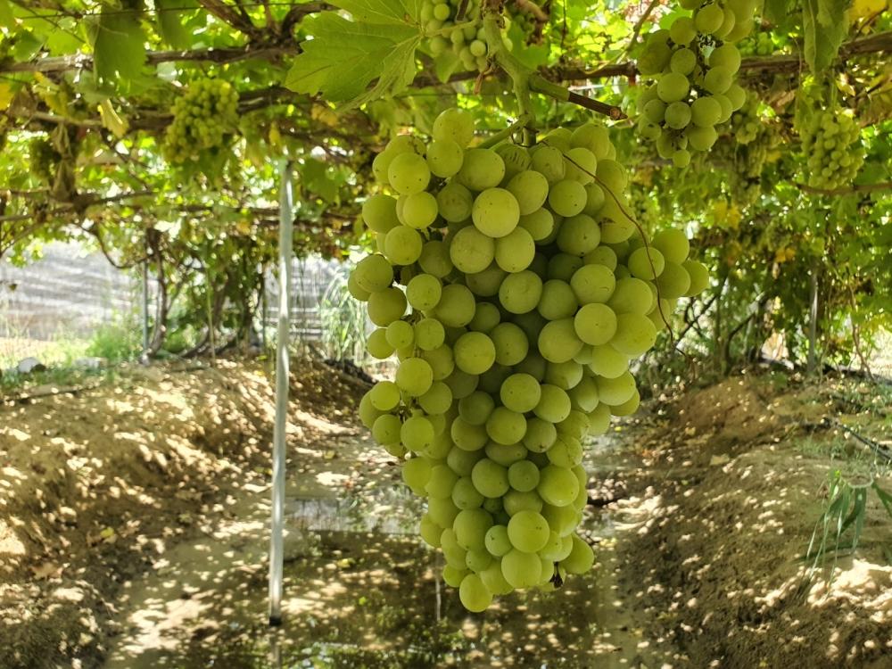 شتلة عنب الشرقية متحمل للحرارة