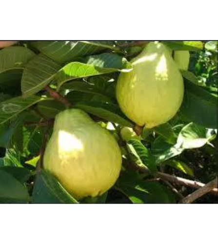 شجرة الجوافة منتج