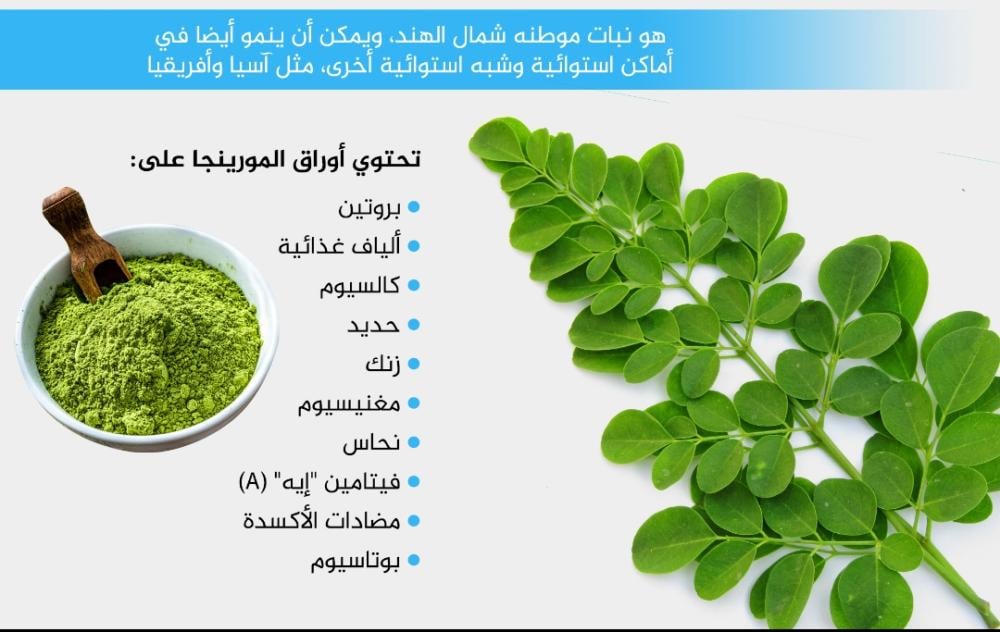 شتلات المورينجا