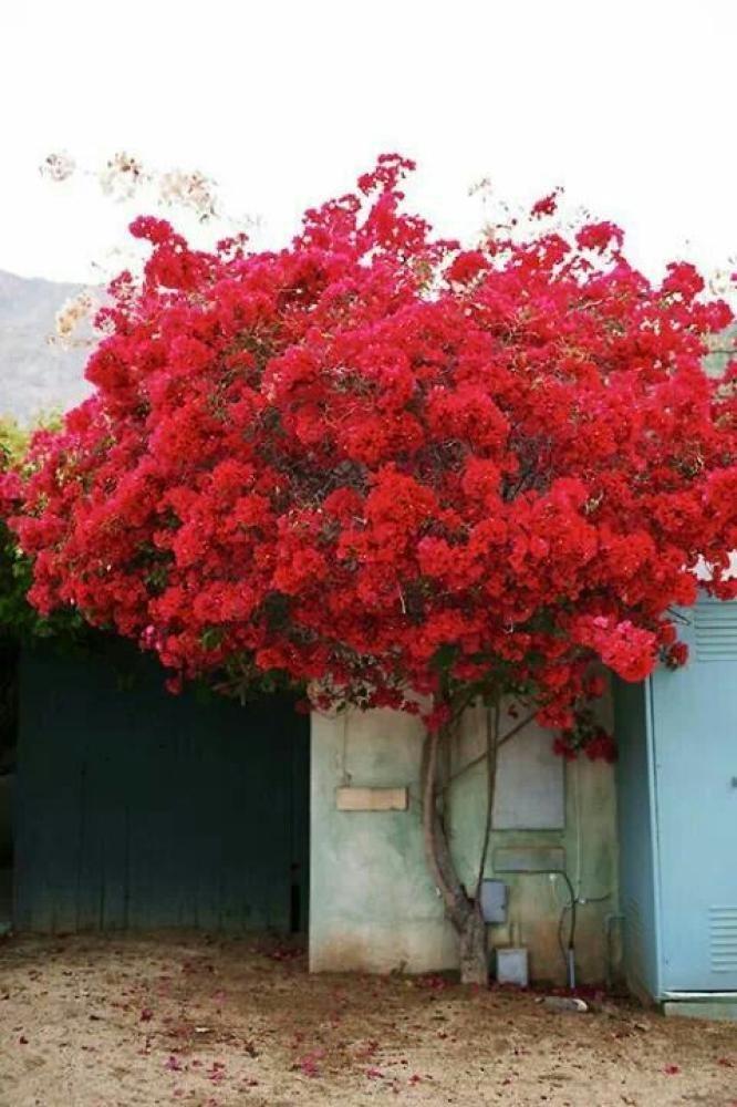 شجرة الجهنمية لون احمر دم الغزال نادر جداً -Bougainvillea بعدد محدود