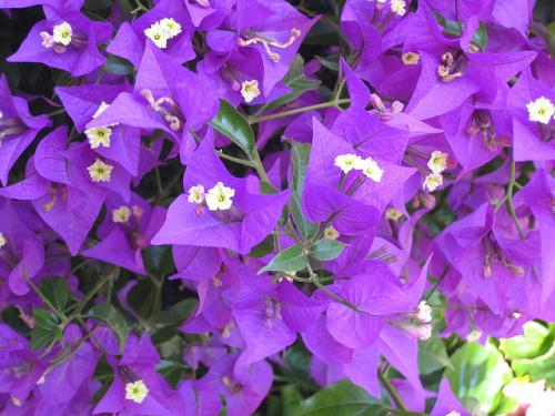 شجرة الجهنمية البنفسجية النادرة -Bougainvillea