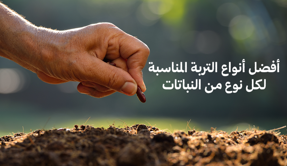أفضل أنواع التربة المناسبة لكل نوع من النباتات