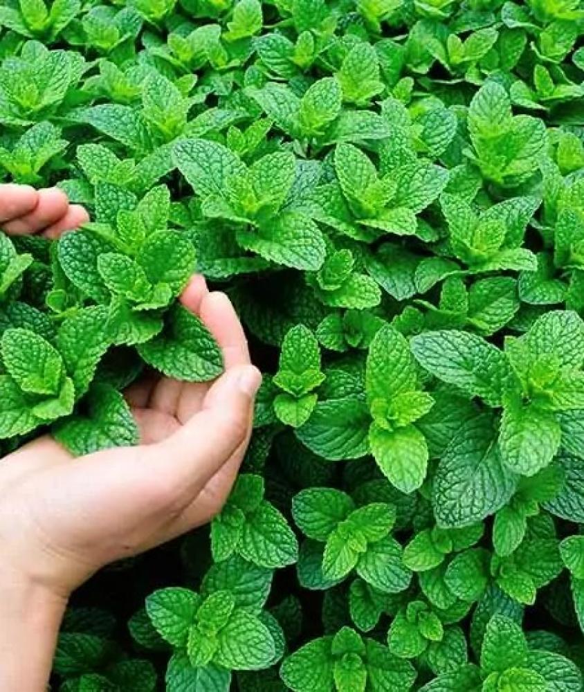 بوكس شتلات نعناع 25 شتلة، صندوق النعناع