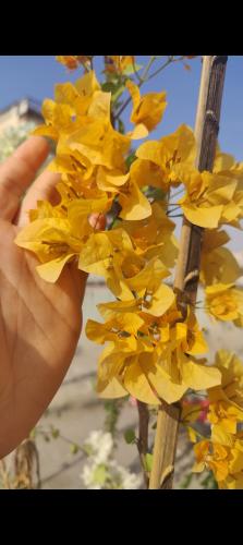 شجرة الجهنمية الصفراء النادرة -Bougainvillea