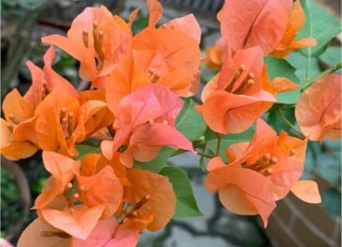 شجرة الجهنمية لون البرتقالي -Bougainvillea