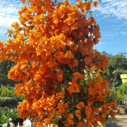 شجرة الجهنمية لون برتقالي-Bougainvillea
