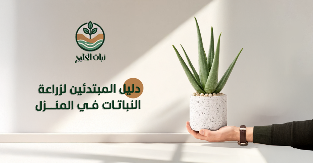 دليل المبتدئين لزراعة النباتات في المنزل