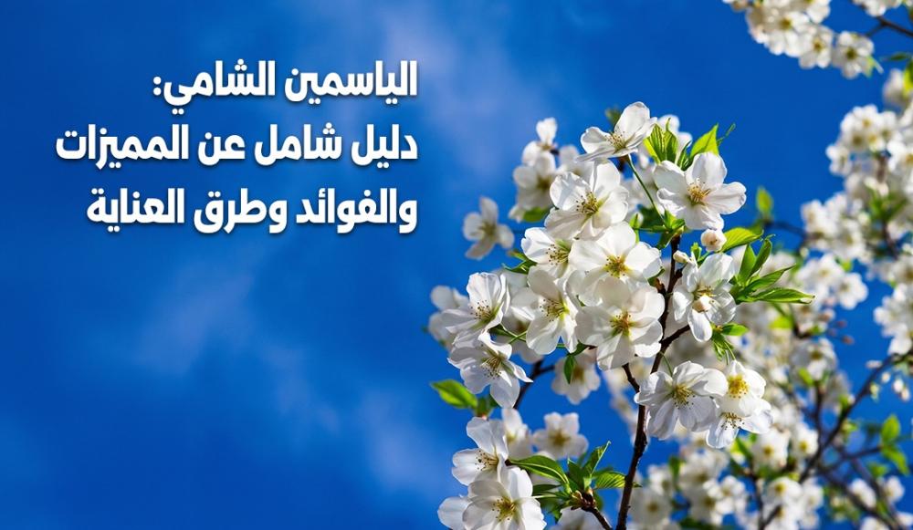 الياسمين الشامي: دليل شامل عن المميزات والفوائد وطرق العناية