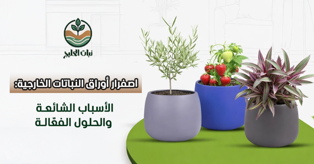 اصفرار أوراق النباتات الخارجية: الأسباب الشائعة والحلول الفعّالة