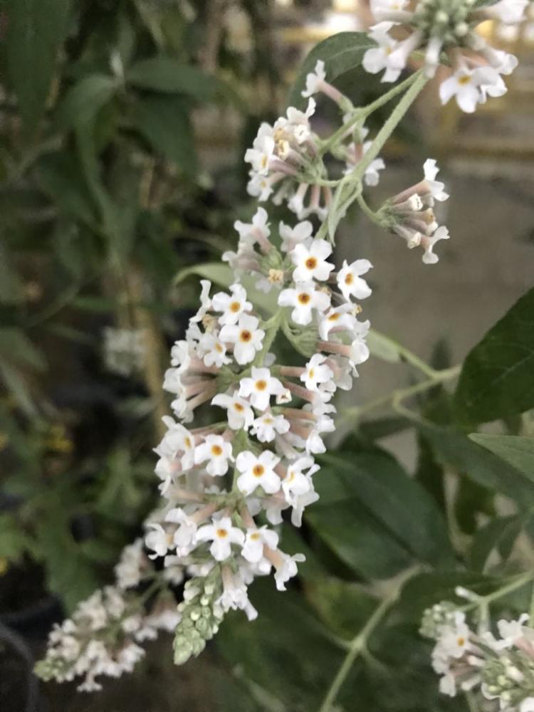 الياسمين الفرنسي الابيض متحمل لي اجواء الرياض الجافة زهرة عطرية برائحة جميلة مقاومة للحرارة عطرها فواح ينتشر الى مسافة كبيرة