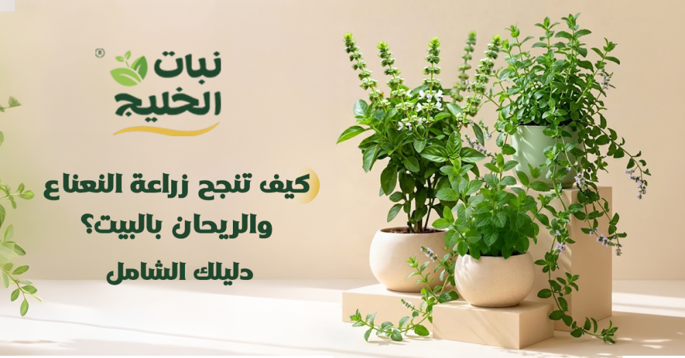 كيف تنجح زراعة النعناع والريحان بالبيت؟ دليلك الشامل