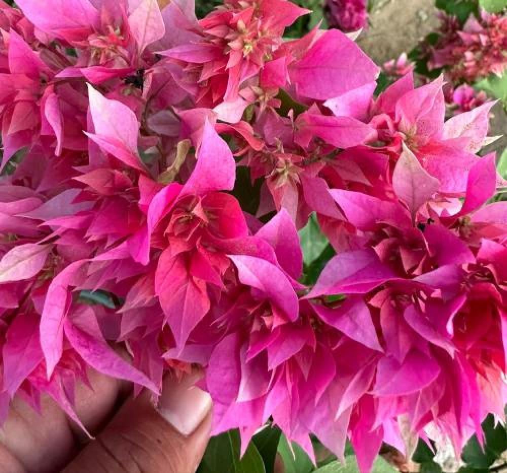 الجهنمية المكبس فوشي باقة من الأزهار الدائمه عدد محدود -Bougainvillea