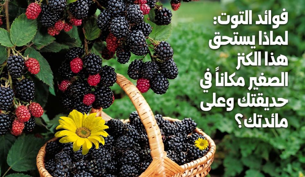 فوائد التوت: لماذا يستحق هذا الكنز الصغير مكاناً في حديقتك وعلى مائدتك