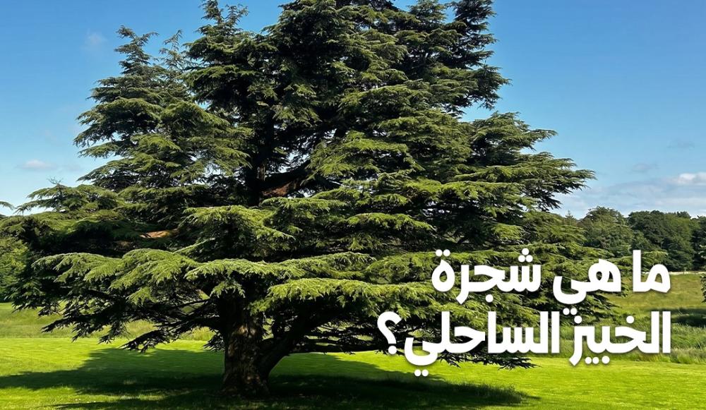 ما هي شجرة الخبيز الساحلي؟