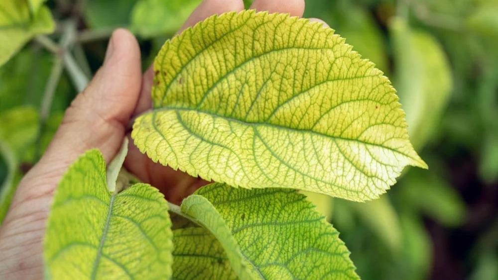 اصفرار أوراق النباتات الخارجية: الأسباب الشائعة والحلول الفعّالة