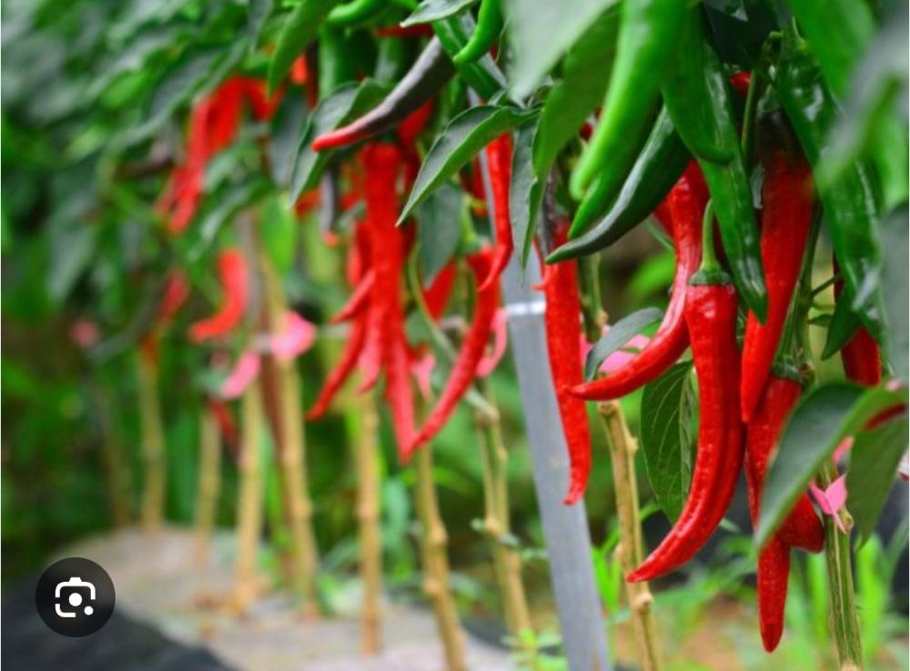 شتلة  الفلفل الحار  او صندوق شتلات