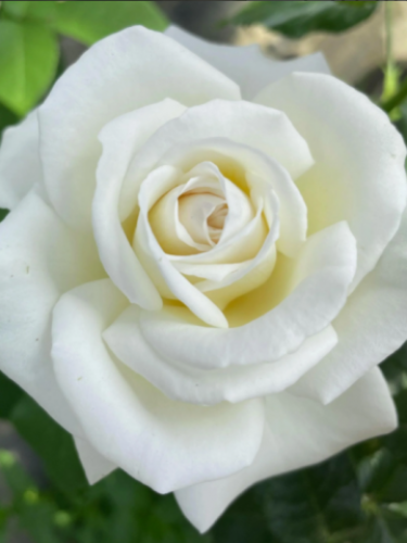 White Roses Plant شتلة روز أبيض هولندي