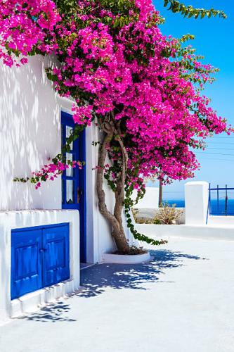 شجرة الجهنمية لون زهري-Bougainvillea