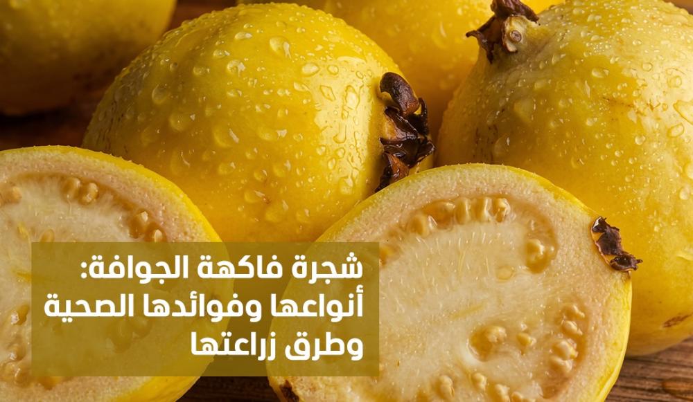شجرة فاكهة الجوافة: أنواعها وفوائدها الصحية وطرق زراعتها