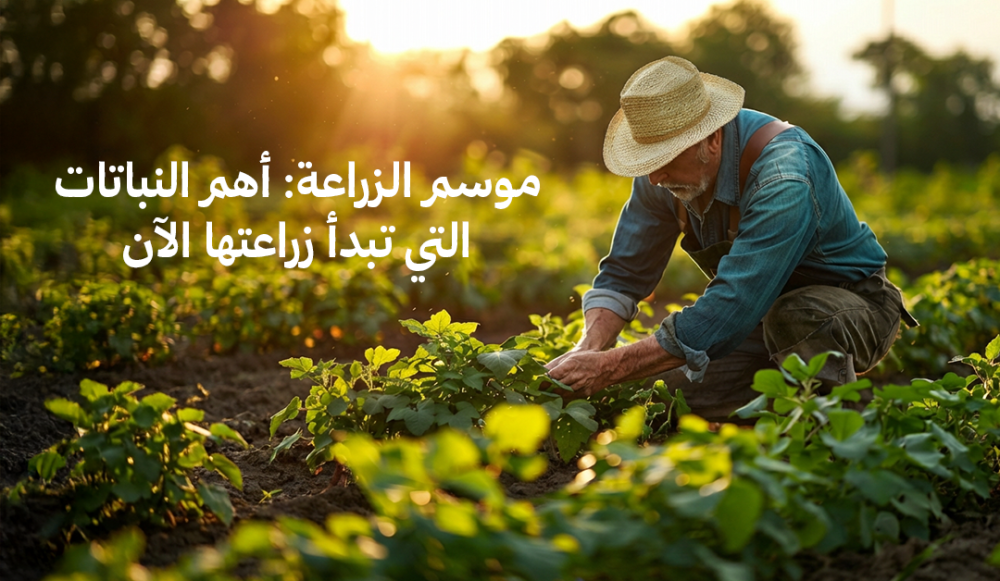 موسم الزراعة: أهم النباتات التي تبدأ زراعتها الآن