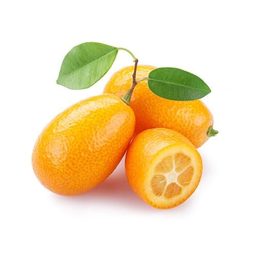 شجرة كيموكوات البرتقال الصغير